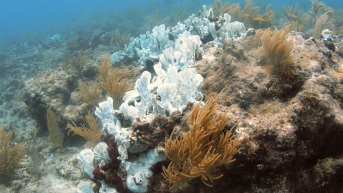 Blanchiment des coraux